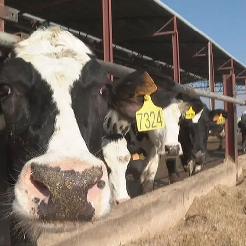 El estiercol de 2000 vacas abastece por primera vez de biometano a la red de gas de Espana v2